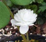 Sanguinaria canadensis 'Multiplex'